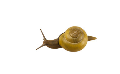 forest snail, Cepaea nemoralis on a white background