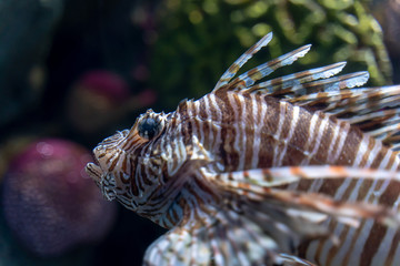Volitan Lionfish, Colored..(Pterois volitans)