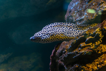 Laced moray (Gymnothorax favagineus) hiding in the rock