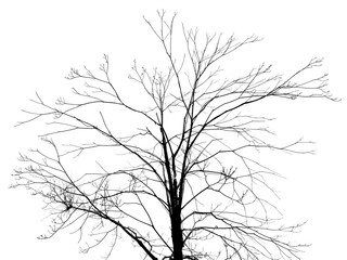 dead tree silhouette on white background