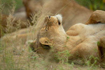 Lion pride slowly getting active after a day of sleeping