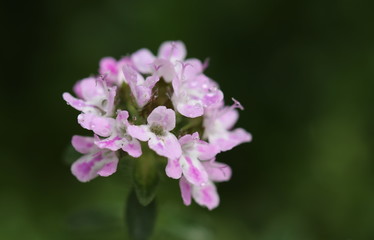 Detailansicht der zart-rosa Blüten von einem Pfefferkraut, Bohnenkraut nach dem Regen