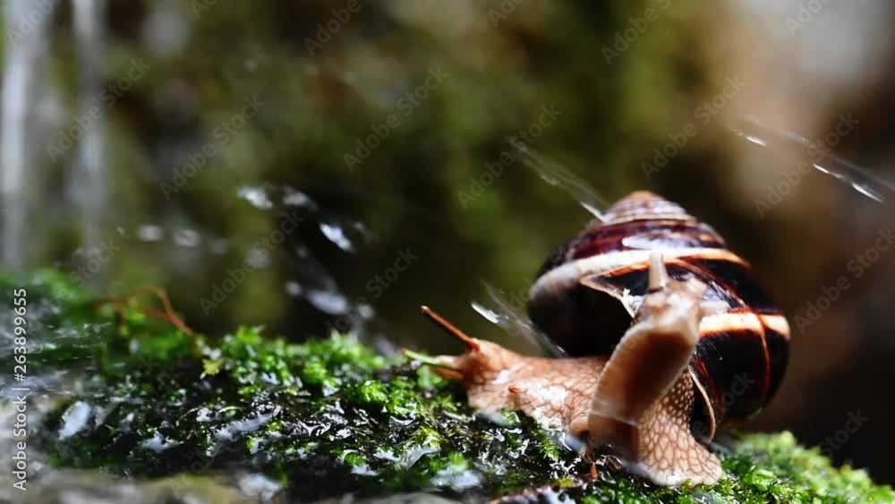 Poster helix lucorum- snail getting hit by water drops on the side of the stream