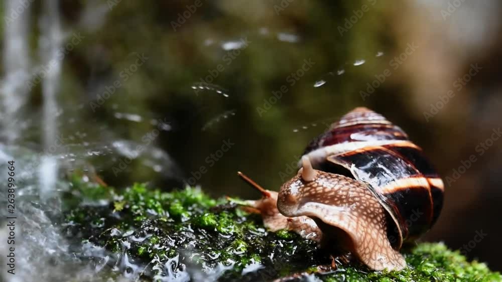 Poster helix lucorum- snail getting hit by water drops on the side of the stream