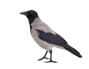 grey standing crow isolated on white