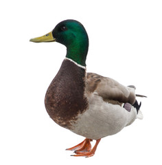 isolated standing green head duck