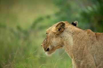 Lion pride slowly getting active after a day of sleeping