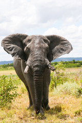 Fototapeta premium elephant in the wild