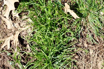 A patch of green grass on the ground and a close view.