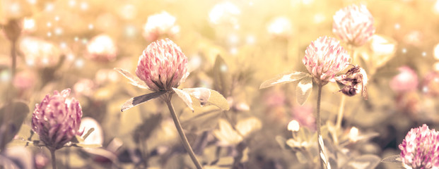 Beautiful spring wild meadow clover flowers, pink and yellow colors in sun light with bee, macro. Soft focus nature background. Delicate pastel toned image. Nature floral springtime. High key