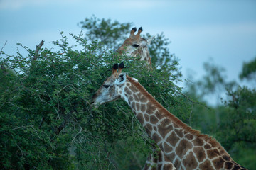 Giraffe and youngster feeding in dense foliage