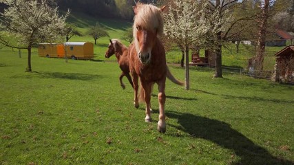 An Icelandic horse in a meadow comes very close to the camera and sniffs her. 4K 60 fps slowmo