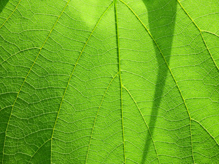 closeup green leaf with shadow texture