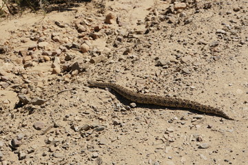 Puff adder on road