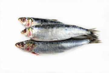 Several fresh sardines on white background