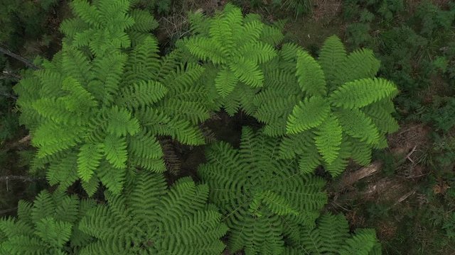 Gigantic leafy green perfect ferns, symmetrical leaves, 1hr drive from Melbourne, Victorias' high country, natural forest, drone, top down, zoom-out, lush, Australia, 4k