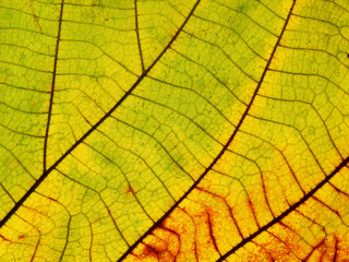 Naklejka na ściany i meble autumn teak leaf texture