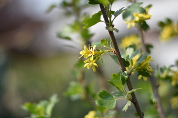 Stachelbeere mit gelben Blüten