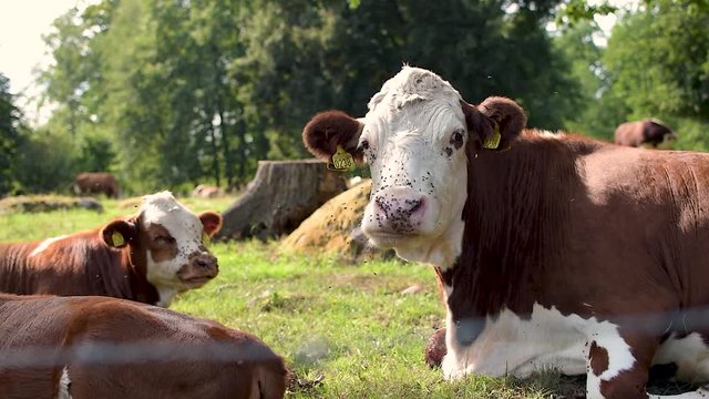 Cow chewing with open mouth with a face full of flies on a field with several cows chewing and walking in the background in slow motion