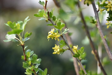 Stachelbeere mit gelben Blüten