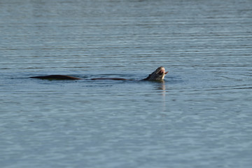 Fototapeta premium Une loutre en train de se délecter d'un crabe dans la retenue d'eau du barrage d'Orellana, Extremadure, Espagne