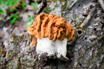 Gyromitra esculenta mushroom in spring forest