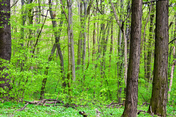Obraz premium Holosiivskyi National Nature Park in Kyiv, Ukraine