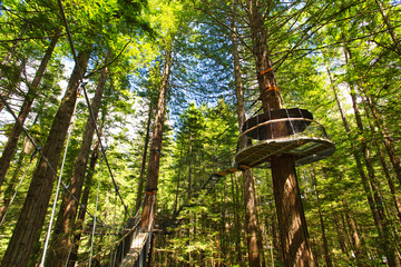 Treewalk through Forest of Tree Ferns and Giant Redwoods in Whakarewarewa Forest near Rotorua, New...