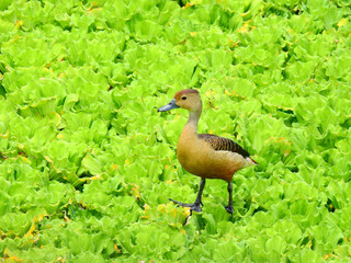 lesser whistling duck ( Dendrocygna javanica ) on Pistia stratiotes in the pond