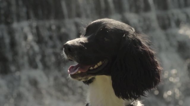 English Springer Spaniel by waterfall