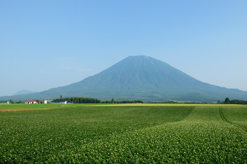 Fototapeta premium 羊蹄山と畑