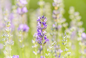 Lavender flower head close up. Bright green natural background.