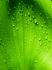 water drop on green leaf texture ( water hyacinth leaf )