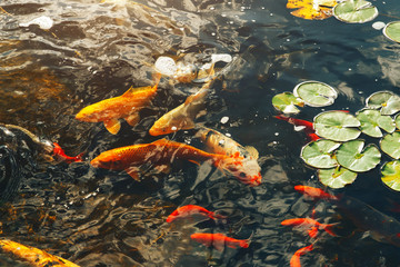 Fototapeta na wymiar Small decorative pond in which floating Koi carp