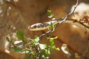 Tree Snake