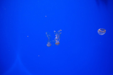 Medusas con un fondo azul