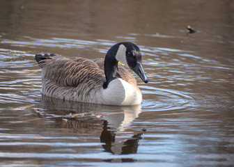 Ganz auf einem Teich mit Spiegelbild