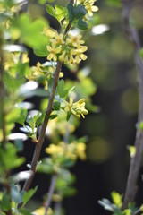 Stachelbeere mit gelben Blüten