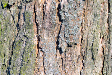 tree bark texture