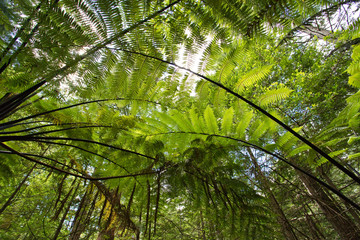 Naklejka premium Forest of Tree Ferns and Giant Redwoods in Whakarewarewa Forest near Rotorua, New Zealand