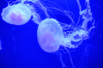 Medusas en un fondo azul