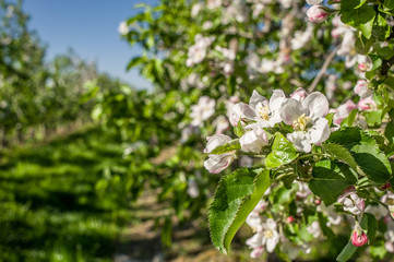 Apple blossom season in Altes Land, Germany