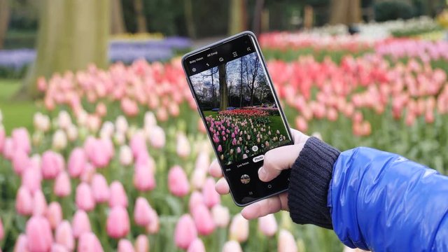 People tourists taking mobile phone pictures of beautiful tulips flowers in a park in the Netherlands