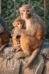 Naklejka premium Monkey mother holding her baby near the temple in Kathmandu, Nepal. Monkeys in Kathmandu. Nepal. A small cute monkey being carried in Monkey Temple, Kathmandu, Nepal