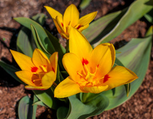 beautiful flowers in nature in the botanical garden