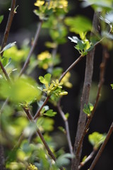 Stachelbeere mit gelben Blüten