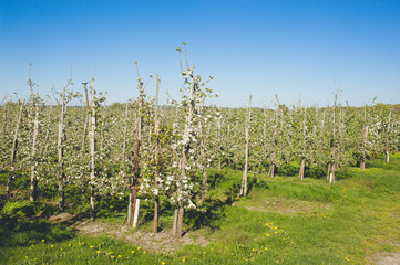Fototapeta na wymiar Apple blossom season in Altes Land, Germany