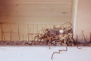 Pigeon egg in a bird nest, springtime