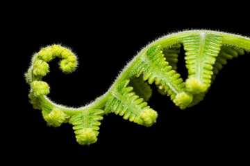 Macro shot of young fern leaf isolated on black background