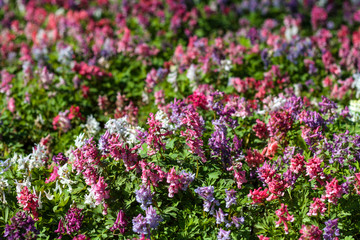 Obraz premium beautiful flowers in nature in the botanical garden